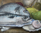 STILL LIFE WITH SEA BREAM AND A MAKEREL